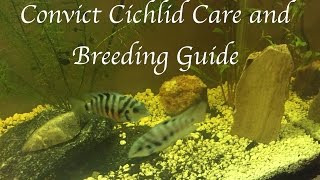 Convict Cichlid Care and Breeding Guide [upl. by Airbmac]