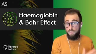 Haemoglobin amp Bohr Effect  A Level Biology Revision  AQA [upl. by Anilemrac451]