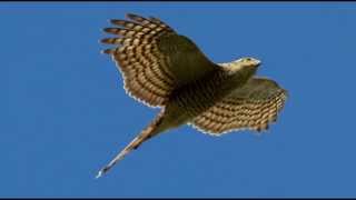 Sparrowhawk Bird Call Bird Song [upl. by Goltz]