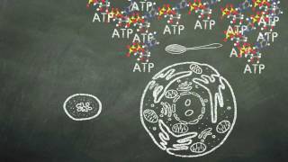 Mitochondria  NSF Chalk Talk [upl. by Acsisnarf]