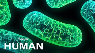 Mitochondria Arent Just the Powerhouse of the Cell [upl. by Fraser]