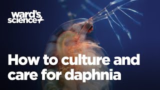 Caring and Culturing for Daphnia [upl. by Reivaz143]