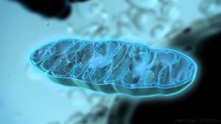 How Mitochondria Produce Energy [upl. by Yle]