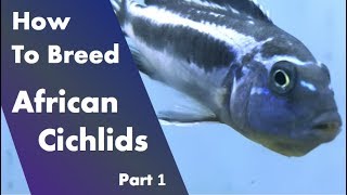 How to Breed African Cichlids  Before Starting Part 1 [upl. by Alecram]