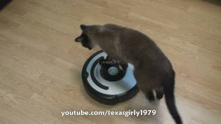 Cat shows HOW TO use iRobot Roomba Vacuum [upl. by Etteval]