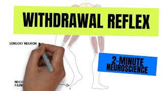 2Minute Neuroscience Withdrawal Reflex [upl. by Leeland]