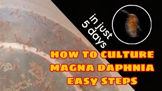 How to Culture Magna Daphnia Easily [upl. by Murdock95]