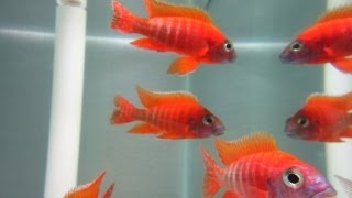 How To Breed African Cichlids [upl. by Zebulon]