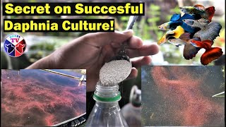 How to Culture Daphnia Successfully [upl. by Stinky]