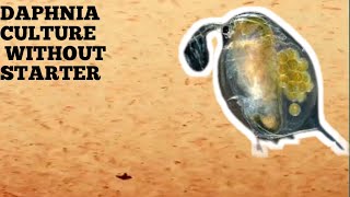 HOW TO CULTURE DAPHNIA NATURALLY WITHOUT A STARTER [upl. by Zerelda965]