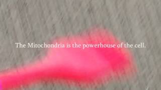 THE MITOCHONDRIA IS THE POWERHOUSE OF THE CELL [upl. by Abate]