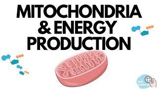 Mitochondria amp Energy Production [upl. by Enellek]