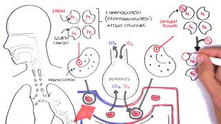 Oxygen  Haemoglobin Dissociation Curve  Physiology [upl. by Nerin]