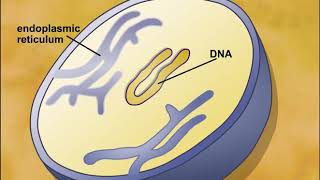 Endosymbiotic Theory of Eukaryotic Cells Origin [upl. by Yentuoc]