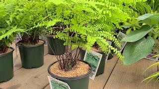 Adiantum pedatum Northern Maidenhair Fern  Fabulous Easy to Grow NATIVE Fern [upl. by Lance]