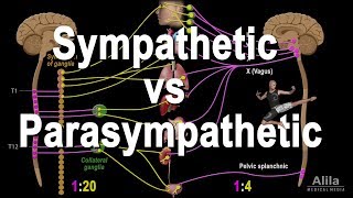 Autonomic Nervous System Sympathetic vs Parasympathetic Animation [upl. by Cassil967]