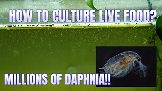 How to Culture Daphnia Secret Method to Breed MILLIONS  Simply Aquatic [upl. by Mallen]