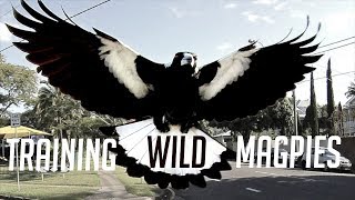 Training Australias Dangerous Magpies [upl. by Tnirb]