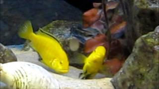 African cichlids mating ritual [upl. by Eerolam278]