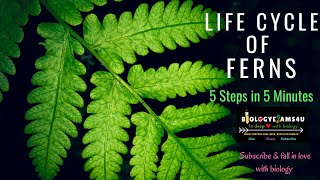 Fern Life Cycle in 5 Steps in 5 Minutes [upl. by Nnalatsyrc982]