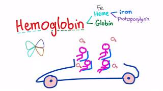 Hemoglobin Structure Whats In Your Red Blood Cell [upl. by Hildegard]