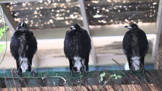 Three Australian Magpies Sing in Unison [upl. by Ynoffit]