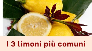 I LIMONI LE 3 VARIETÀ PIÙ COMUNI  AGRUMI LENZI [upl. by Ahtenek]