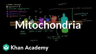 Mitochondria  Cells  MCAT  Khan Academy [upl. by Ligriv882]