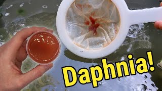 How I Culture Daphnia In Outdoor Tubs [upl. by Kcirdahc996]