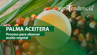 Palma Aceitera  PROCESO PARA OBTENER ACEITE VEGETAL [upl. by Lazarus]