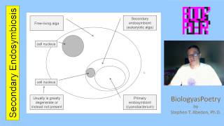 Secondary Endosymbiosis [upl. by Langelo]