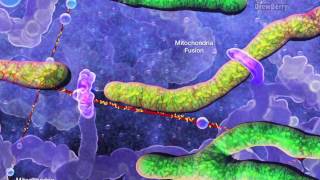 Cell Organelles 5 Mitochondria [upl. by Nehtan130]