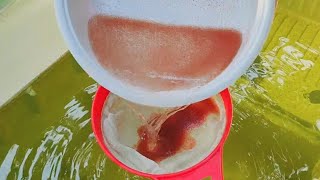 How to culture daphnia  Daphnia culture  How to grow daphnia outdoor [upl. by Assil]