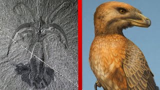 The Most Important Discoveries in Paleontology  Part 2 [upl. by Jamaal]