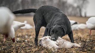 Duck Hunting Dogs quotTeamworkquot  Fowled Reality [upl. by Seko440]