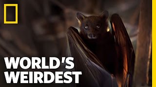 Flying Foxes  Worlds Weirdest [upl. by Leirda]