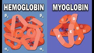 HEMOGLOBIN AND MYOGLOBIN BIOCHEMISTRY [upl. by Johnathon320]