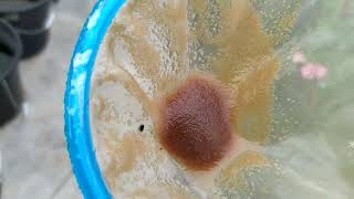 How to culture daphnia moina in a small container Part 1 English Subtitle [upl. by Hnad837]