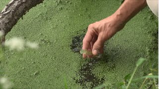 Understanding Cyanobacteria and Cyanotoxins [upl. by Guido]