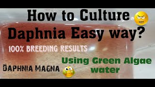 Daphnia MagnaHow to Culture Daphnia Easy wayCulturing Daphnia using Green water Daphnia [upl. by Arther]