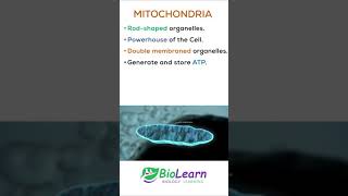 MITOCHONDRIA  Powerhouse of the Cell  1minute Biology  BioLearn shorts youtubeshorts [upl. by Bushore323]