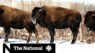 Bison return to traditional land in Saskatchewan [upl. by Tine]