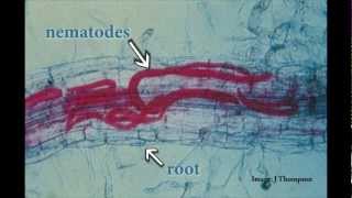 Understanding Root Lesion Nematodes [upl. by Thirzia]