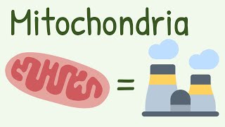 Mitochondria Structure amp Functions [upl. by Aymik980]