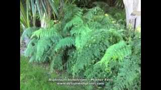 Asplenium bulbiferum  Mother Fern [upl. by Aenej]