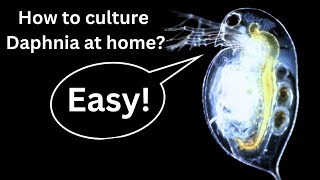 BEST Live Fish Food Beginner guide How to Culture Daphnia at home [upl. by Rina]