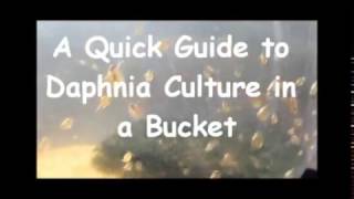 How to culture daphnia outside [upl. by Tommy]