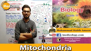 Mitochondria  Structure and Function  Federal Board Biology [upl. by Esdnil]