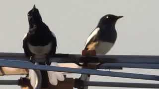 Nonstop singing by 3 playful Magpies [upl. by Lehrer]