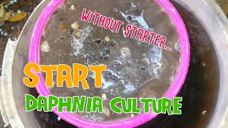 How to culture daphnia moina the easy way 1  Starting the Daphnia culture [upl. by Papotto33]